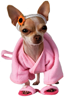 Dog in pink bathrobe